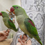 Alexandrian papagoi (foto #2)