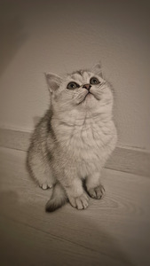 Scottish Straight 3 kuukautta (1 valokuva sivusta 1)