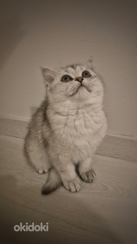 Scottish Straight 3 kuukautta