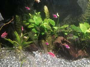 Петушки (Betta splendens) (3 фото из 3)