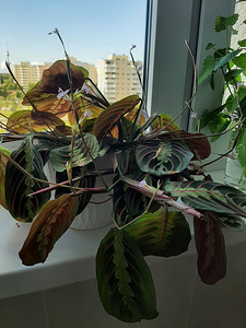 Toalill MARANTA / toalill MARANTA (3 foto / 3)