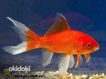 Золотая рыбка (фото #1)