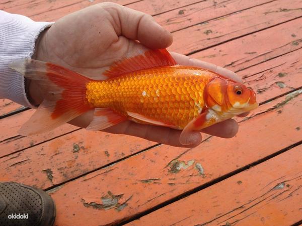 Золотая рыбка (фото #2)