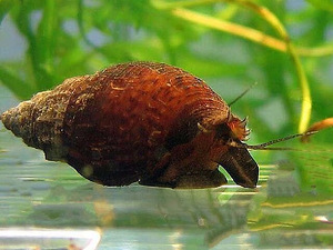 Улитки melania granifera (1 фото из 1)