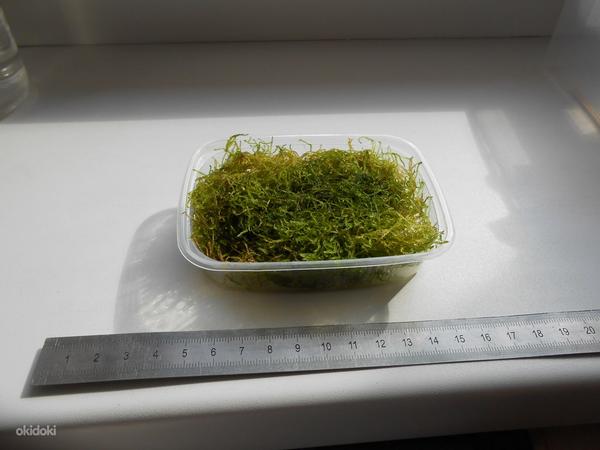 Java moss Яванский мох (фото #1)