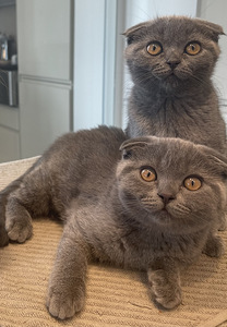 SCOTTISH FOLD КОТЯТА!! (1 фото из 10)