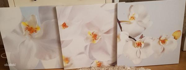 3 × картина украшения дома орхидеи холста! (фото #1)