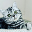 Британский мраморный котенок девочка (фото #1)