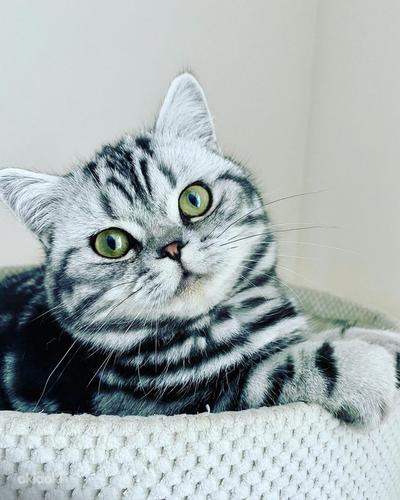 Британский мраморный котенок девочка (фото #1)