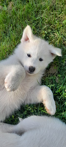 Kutsikas Akita (1 foto / 7)