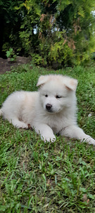 Kutsikas Akita (6 foto / 7)