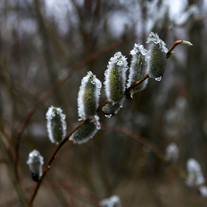 Canon 750D, peegelkaamera koos universaalse objektiiviga (5 foto / 9)