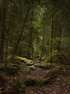 Canon EOS 750 - ideaalne hobi fotograafile või algajale (9 foto / 10)