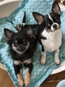 CHIHUAHUA (1 фото из 3)
