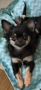 CHIHUAHUA (2 фото из 3)
