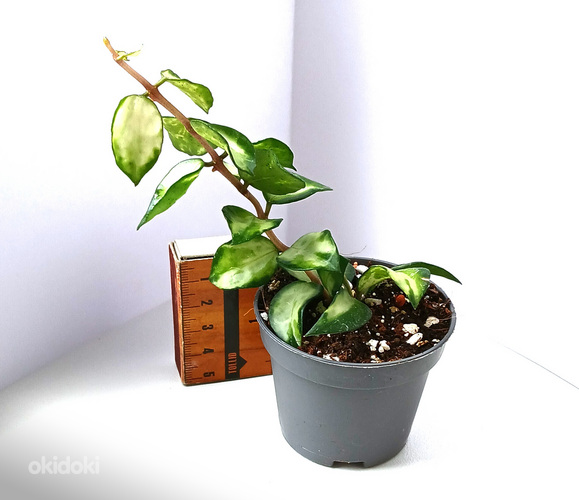 Hoya
