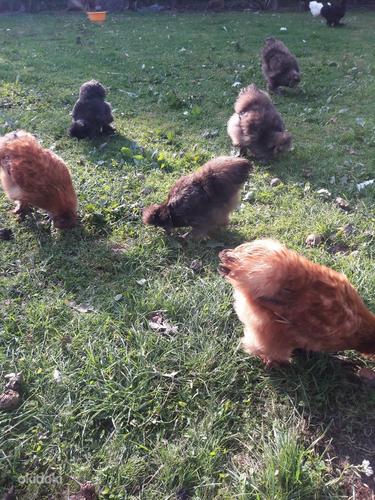 Инкубационные яйца шелковой курицы (фото #3)
