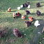 Инкубационные яйца шелковой курицы (фото #5)