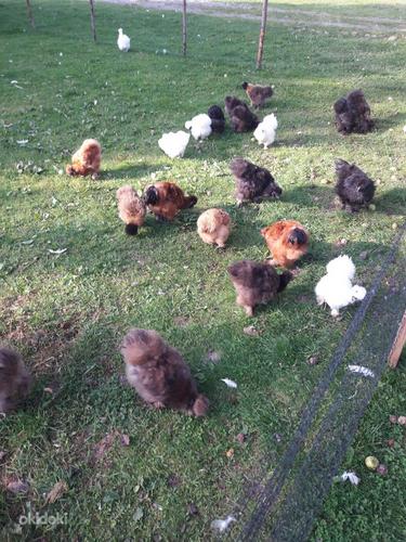 Инкубационные яйца шелковой курицы (фото #5)
