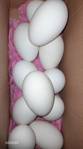 Гусиные инкубационные яйца (фото #3)