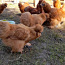 Шелковая курица, брама цыплята (фото #5)