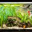 Аквариум 150л с рыбками и растениями (фото #1)