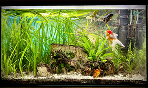 Аквариум 150л с рыбками и растениями