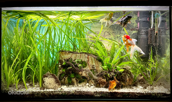 Аквариум 150л с рыбками и растениями (фото #1)