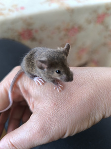 Kääbushiired
