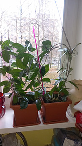 HOYA TOATAIMETAIM (1 foto / 8)