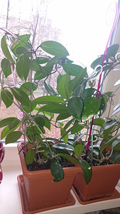 HOYA TOATAIMETAIM (3 foto / 8)