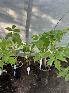 Annan ära tomatitaimed (Jõhvi) (3 foto / 6)