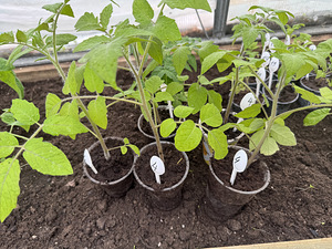 Annan ära tomatitaimed (Jõhvi) (5 foto / 6)