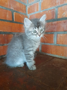 Котенок 2 месяца (3 фото из 3)