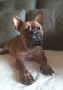 Chinese Chongqing Dog (2 foto / 3)