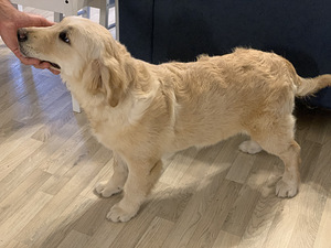 Kuldne retriiver (5 foto / 5)