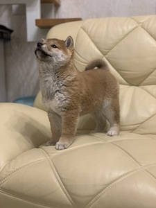 Shiba Inu (5 foto / 6)