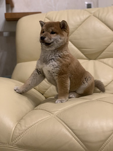Shiba Inu (6 foto / 6)