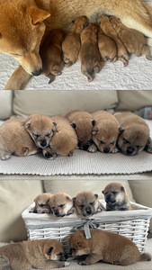 Shiba Inu (1 фото из 6)