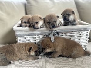Shiba Inu (4 фото из 6)