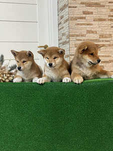 Shiba Inu (5 фото из 5)