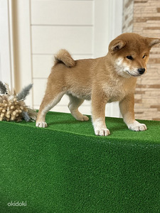 Shiba inu (3 foto / 5)