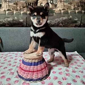 Shiba Inu (6 foto / 6)