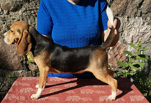 Beagle (2 foto / 5)