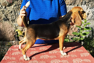 Beagle (3 foto / 5)