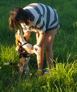 Beagle (4 foto / 5)