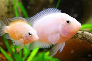 Tsihlazooma roosa flamingo (Cichlasoma nigrofasciatum albino (1 foto / 3)