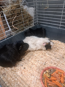 Ära anda merisead, heasse koju tasuta. (3 foto / 4)