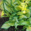 Большие саженцы растения Хоста Золотой стандарт и Авокадо (фото #3)
