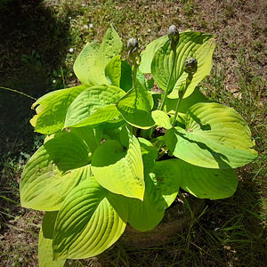 Taime Hosta sort 'Gold Standart' ja "Avocado" suured istikud (4 foto / 5)